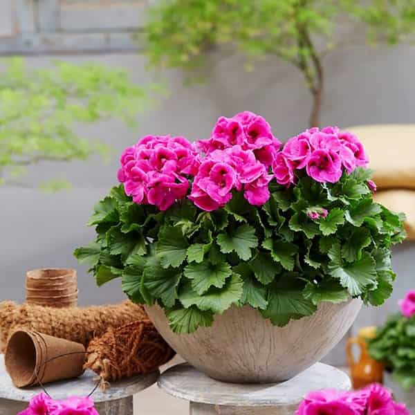 تصویر 2 از قیمت گل شمعدانی هلندی بنفش + خرید باور نکردنی